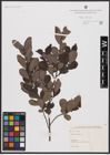 Foto von Salix aurita L.